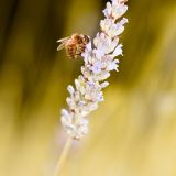 getphpbbimage.php?id=245113