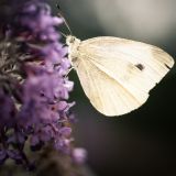 getphpbbimage.php?id=245132