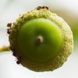 getphpbbimage.php?id=245135