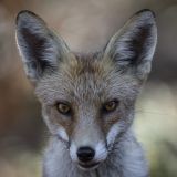 getphpbbimage.php?id=245331