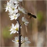 getphpbbimage.php?id=245340