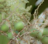 getphpbbimage.php?id=245348