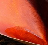 getphpbbimage.php?id=245825