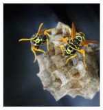 getphpbbimage.php?id=245985