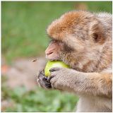 getphpbbimage.php?id=246031