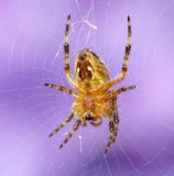 getphpbbimage.php?id=246164