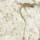 getphpbbimage.php?id=246246