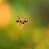 getphpbbimage.php?id=246339