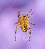 getphpbbimage.php?id=246341