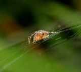 getphpbbimage.php?id=246342