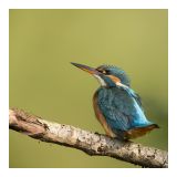 getphpbbimage.php?id=246372