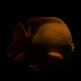 getphpbbimage.php?id=246410