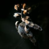 getphpbbimage.php?id=246426