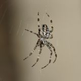 getphpbbimage.php?id=246427