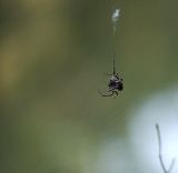 getphpbbimage.php?id=246508