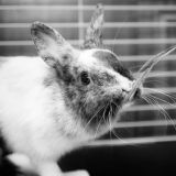 getphpbbimage.php?id=246509