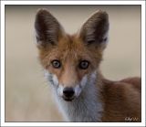 getphpbbimage.php?id=246534