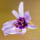 getphpbbimage.php?id=246536