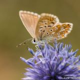 getphpbbimage.php?id=246537