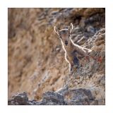 getphpbbimage.php?id=246664