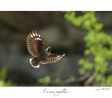 getphpbbimage.php?id=246704