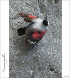 getphpbbimage.php?id=246705