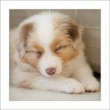 getphpbbimage.php?id=246775