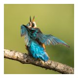 getphpbbimage.php?id=246781