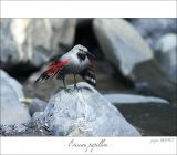 getphpbbimage.php?id=246786