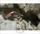 getphpbbimage.php?id=246787