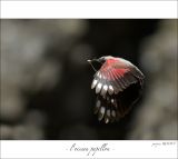 getphpbbimage.php?id=246788