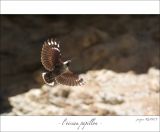 getphpbbimage.php?id=246789