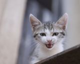 getphpbbimage.php?id=246816