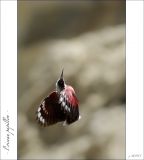 getphpbbimage.php?id=246894