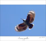 getphpbbimage.php?id=246895