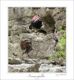 getphpbbimage.php?id=246896