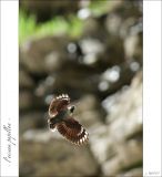 getphpbbimage.php?id=246897