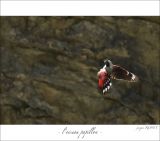 getphpbbimage.php?id=246898