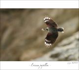 getphpbbimage.php?id=246970