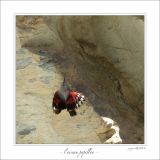 getphpbbimage.php?id=246971