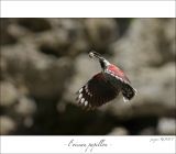 getphpbbimage.php?id=246972