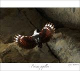 getphpbbimage.php?id=246973