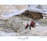 getphpbbimage.php?id=246974