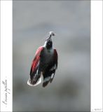 getphpbbimage.php?id=247072