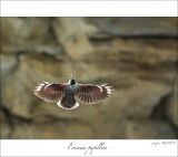 getphpbbimage.php?id=247073