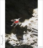 getphpbbimage.php?id=247075