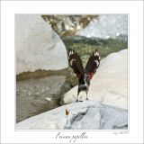 getphpbbimage.php?id=247077