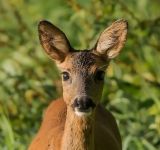 getphpbbimage.php?id=247097