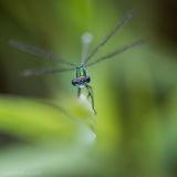 getphpbbimage.php?id=247098