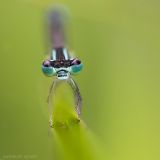 getphpbbimage.php?id=247099